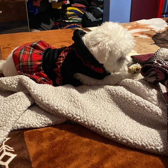 Meet your Posher, Cesar - Picture 1 of 1